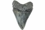 Serrated, Fossil Megalodon Tooth - South Carolina #234108-1